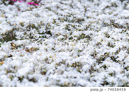 安曇野拾ヶ堰の芝桜 【長野県】 安曇野拾ヶ堰の芝桜 【長野県】 74038459