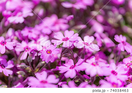 安曇野拾ヶ堰の芝桜　【長野県】 74038463