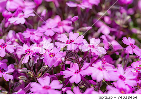 安曇野拾ヶ堰の芝桜 【長野県】 安曇野拾ヶ堰の芝桜 【長野県】 74038464