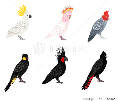 Parrots cockatoo set 74038482