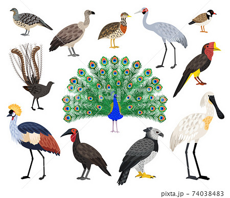 Colored exotic bird set 74038483