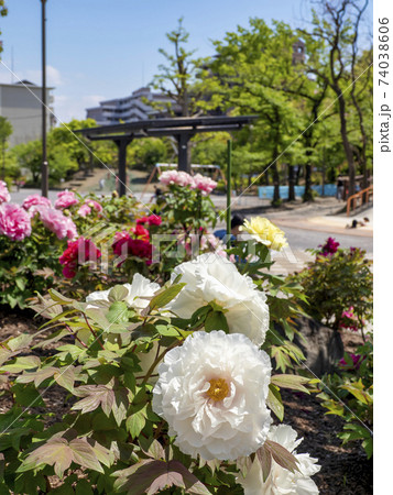 牡丹町公園・東京都江東区 牡丹町公園・東京都江東区 74038606