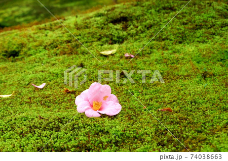苔と花 苔と花 74038663
