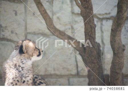 チーターの子供 チーターの子供 74038681