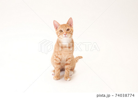 真っ直ぐにカメラを見る茶トラの子猫のビッケ 74038774