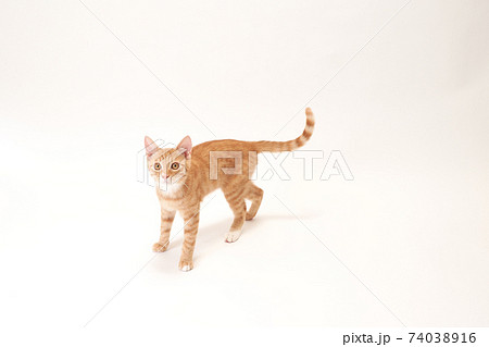 白バックで尻尾を上げた茶トラの子猫のビッケ 白バックで尻尾を上げた茶トラの子猫のビッケ 74038916