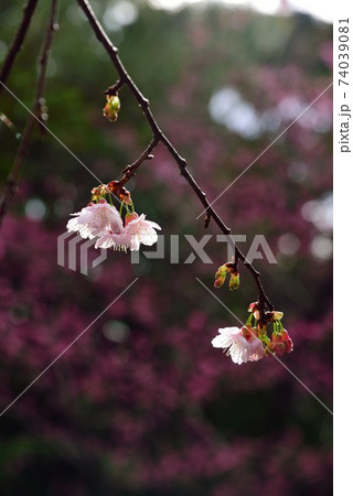 奄美大島　雨に濡れるヒカンザクラ 74039081