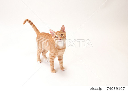白バックの真ん中で尻尾を上げる茶トラの子猫のビッケ 74039107