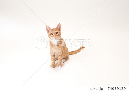 白バックの真ん中にお座りする茶トラの子猫のビッケ 74039129