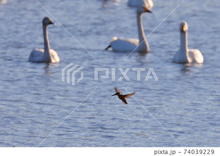 埼玉県比企郡川島町の白鳥飛来地 カワセミと白鳥 埼玉県比企郡川島町の白鳥飛来地 カワセミと白鳥 74039229