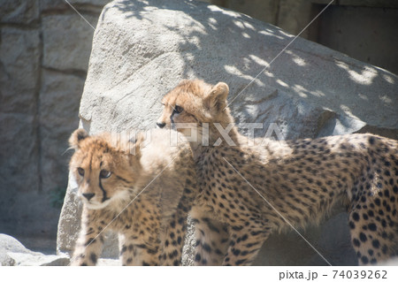 チーターの子供たち チーターの子供たち 74039262
