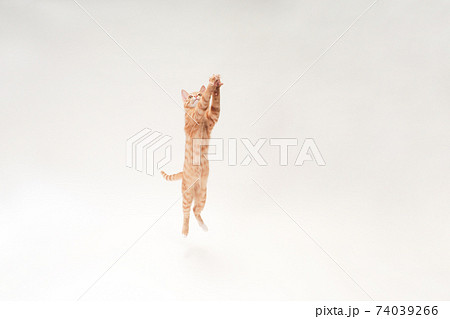 白バックでジャンプする茶トラの子猫のビッケ 白バックでジャンプする茶トラの子猫のビッケ 74039266
