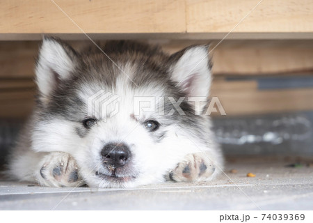 a cute puppy under the table 74039369