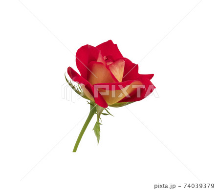 Single freshness red rose isolated 74039379