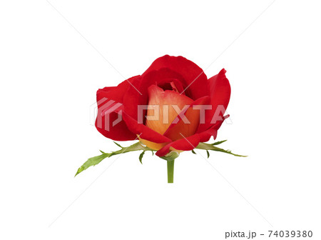 freshness red rose isolated on the white background freshness red rose isolated on the white background 74039380