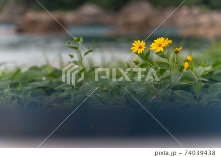 花 花 74039438