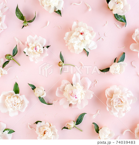 Pattern of pink and beige peony flowers on pink background. Peony texture. Flat lay, top view.  74039483