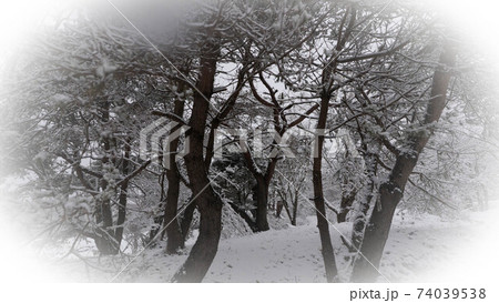 雪の朝霧高原 雪の朝霧高原 74039538