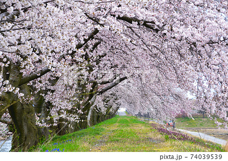 桜景　あさひ船川 74039539