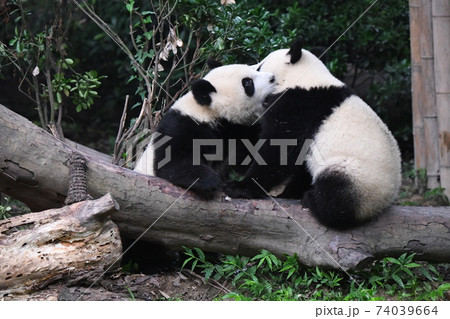 じゃれ合う赤ちゃんパンダ 74039664