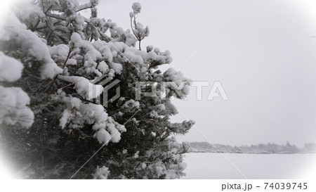 雪の朝霧高原 雪の朝霧高原 74039745
