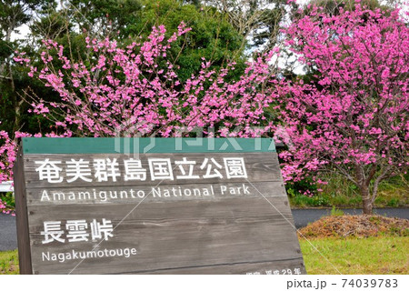 奄美大島　長雲峠のヒカンザクラ 74039783