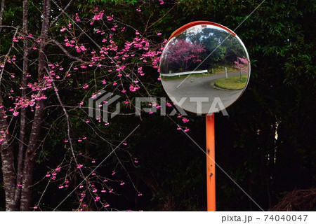 奄美大島　カーブミラーに映るヒカンザクラ 74040047