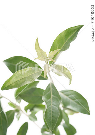 ロシアンオリーブ ロシアンオリーブ 74040053