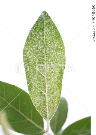 ロシアンオリーブ 74040060