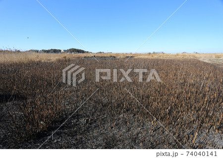 野焼きした荒れ地 74040141