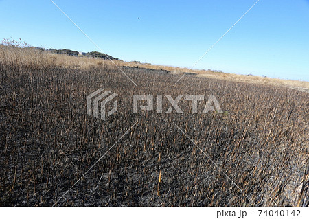 野焼きした荒れ地 74040142