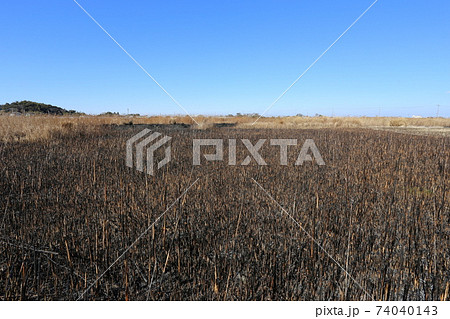 野焼きした荒れ地 74040143