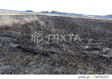 野焼きした荒れ地 野焼きした荒れ地 74040207