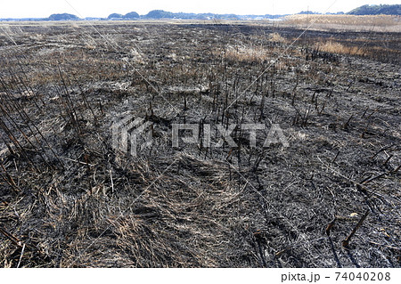 野焼きした荒れ地 野焼きした荒れ地 74040208