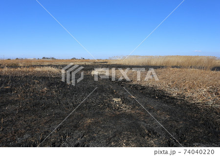 野焼きした荒れ地 野焼きした荒れ地 74040220