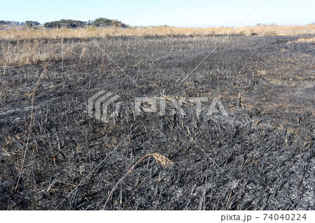 野焼きした荒れ地 野焼きした荒れ地 74040224