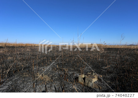野焼きした荒れ地 野焼きした荒れ地 74040227