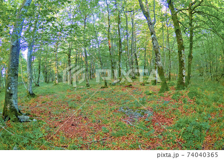 Forest Landscape, Valderejo Natural Park, Spain 74040365