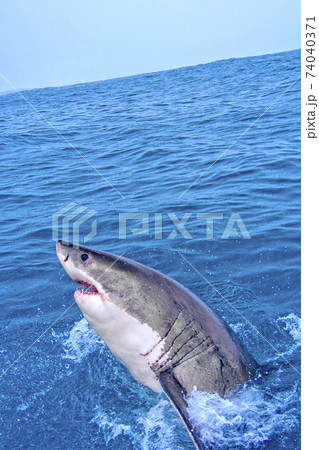 Great White Shark, Gansbaai, South Africa 74040371