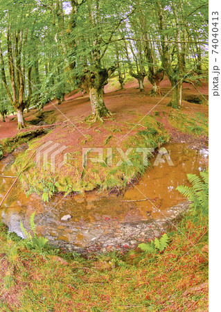 Otzarreta Beech Forest, Gorbeia Natural Park, Spain 74040413