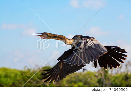 Anhinga 74040506