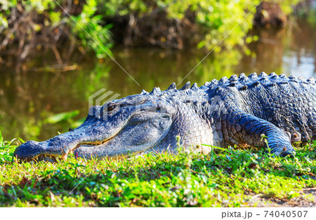 Alligator Alligator 74040507