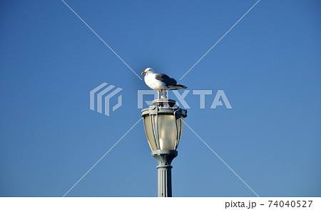 Seagull in the lookout Seagull in the lookout 74040527