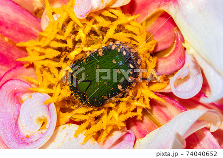 花を食べる害虫・コガネムシ 74040652