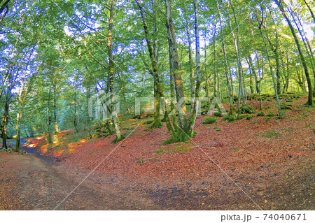 Forest Landscape, Valderejo Natural Park, Spain Forest Landscape, Valderejo Natural Park, Spain 74040671