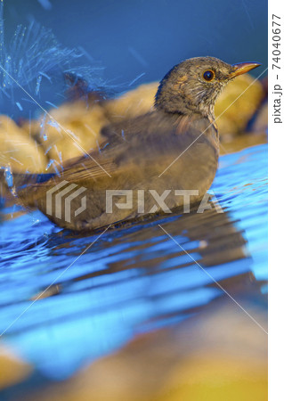 Blackbird, Forest Pond, Mediterranean Forest, Spain 74040677