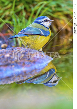 Blue Tit, Forest Pond, Mediterranean Forest, Spain 74040885