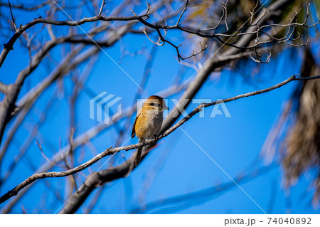 かわいいモズの写真素材