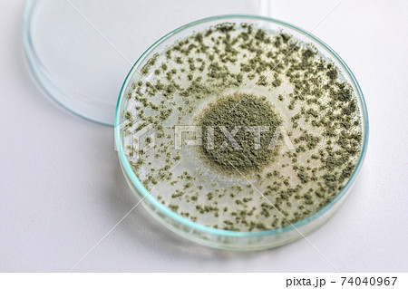 Aspergillus oryzae is a filamentous fungus or mold that is used in food production such as in soybean fermentation for education. Aspergillus oryzae is a filamentous fungus or mold that is used in food production such as in soybean fermentation for education. 74040967