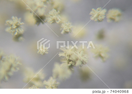 Aspergillus oryzae is a filamentous fungus or mold that is used in food production such as in soybean fermentation for education. Aspergillus oryzae is a filamentous fungus or mold that is used in food production such as in soybean fermentation for education. 74040968